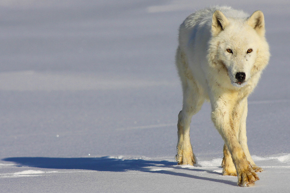 What Will Global Climate Change Mean for Animals of the North?