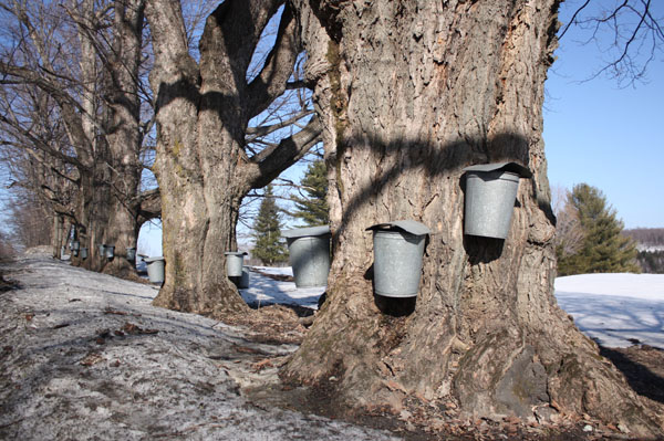 Photos of maple syrup and sugaring season taken in Brookfield and Chester, Vermont.