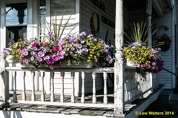 Thanks to a group of hard-working and thoughtful citizens, our town of Chester has enjoyed beautiful flower arrangements throughout our village.